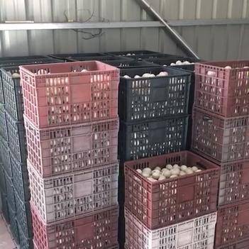 连接田间与餐桌的桥梁 探访农产品批发供应商帅浩的惠农网之路